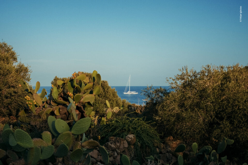 Lush plant-covered rocky border filled with prickly pear cacti and Mediterranean shrubs overlooking the sea, with a white sailboat centred on the horizon beneath a clear blue sky – photography by Felipe Iglesias.